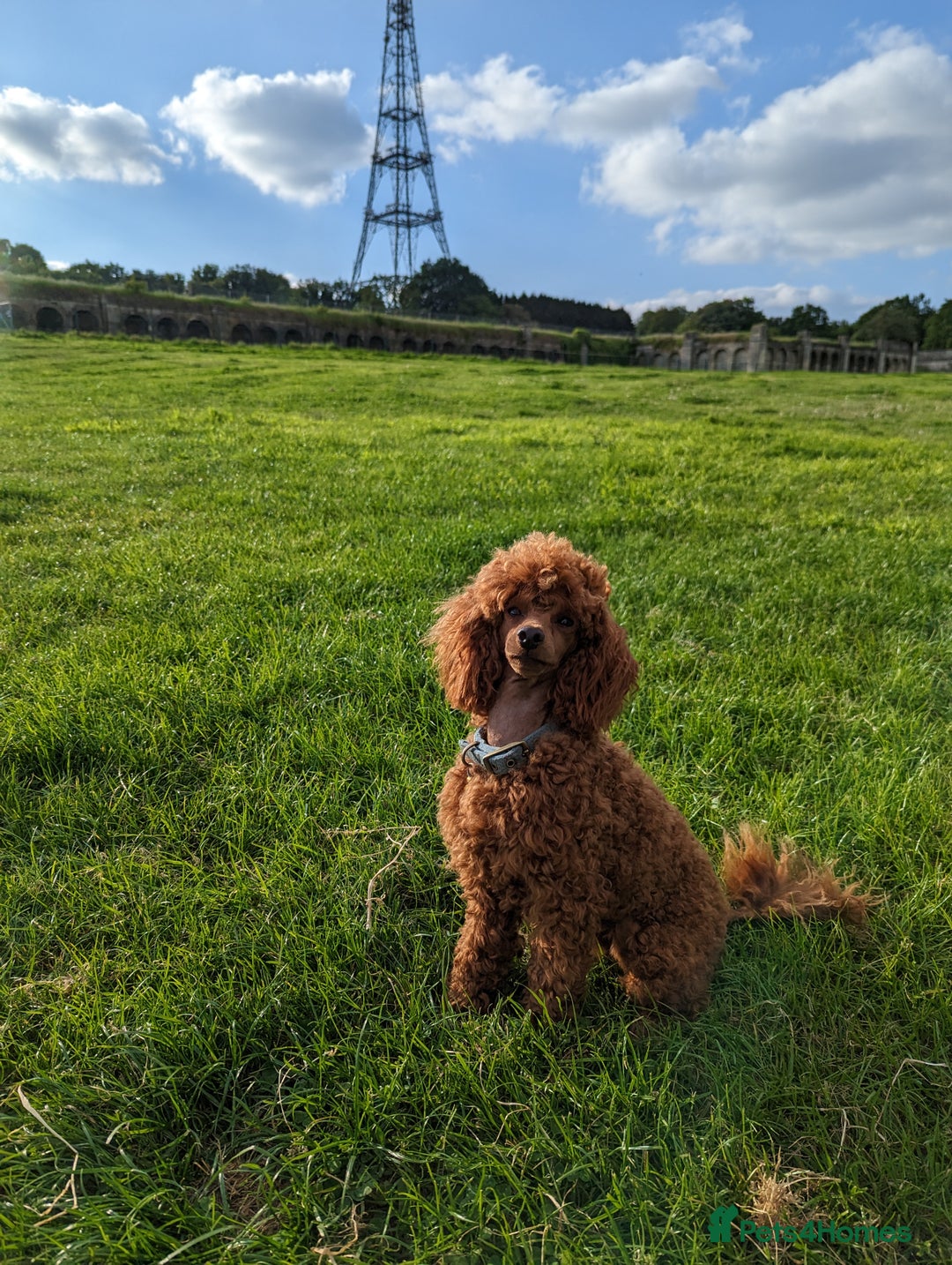 Miniature Poodle dogs for stud: Stunning proven KC health tested Red Stud in Reading - Image 2