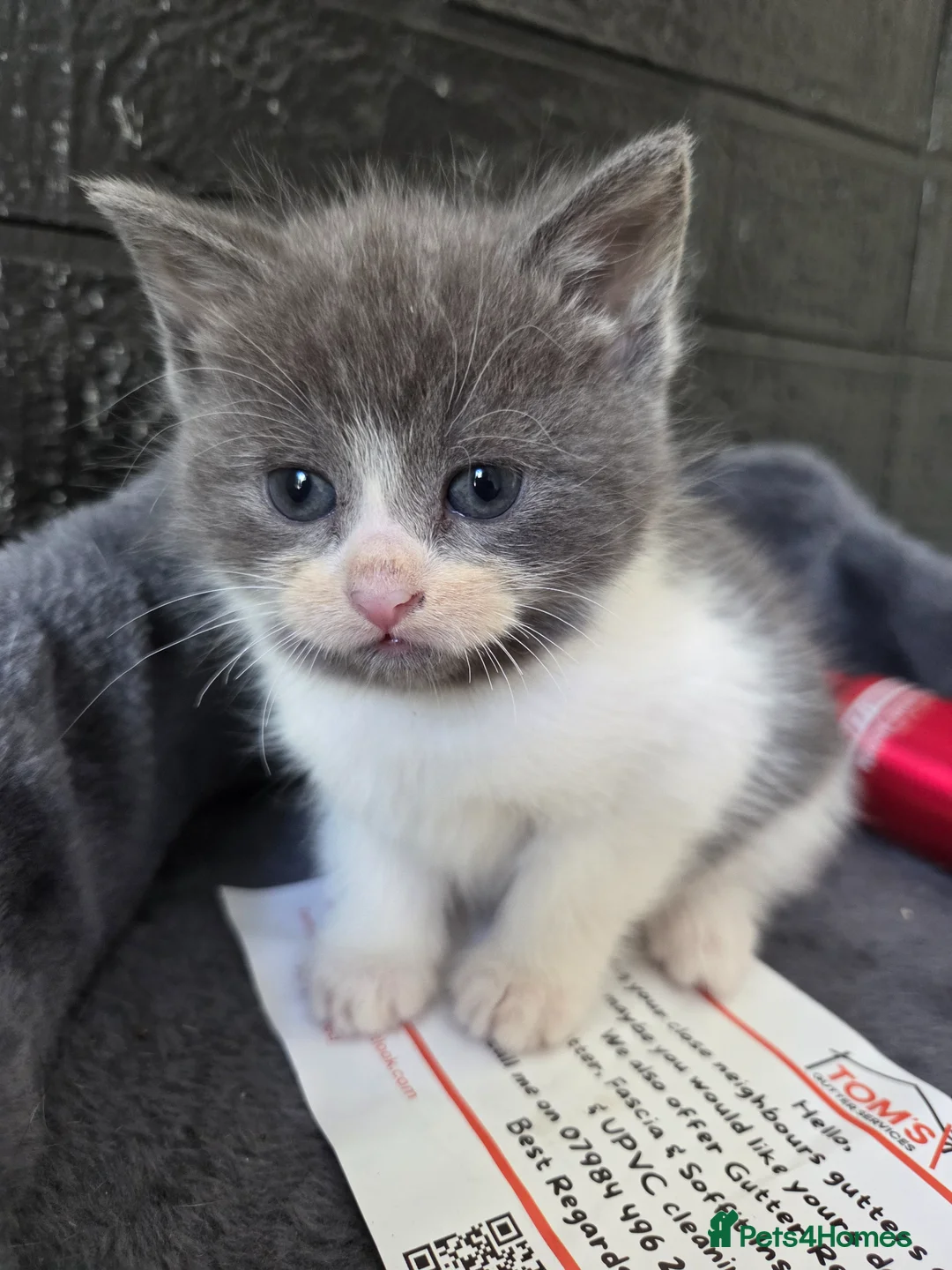 Mixed Breed cats for sale: Kittens - Advert 2