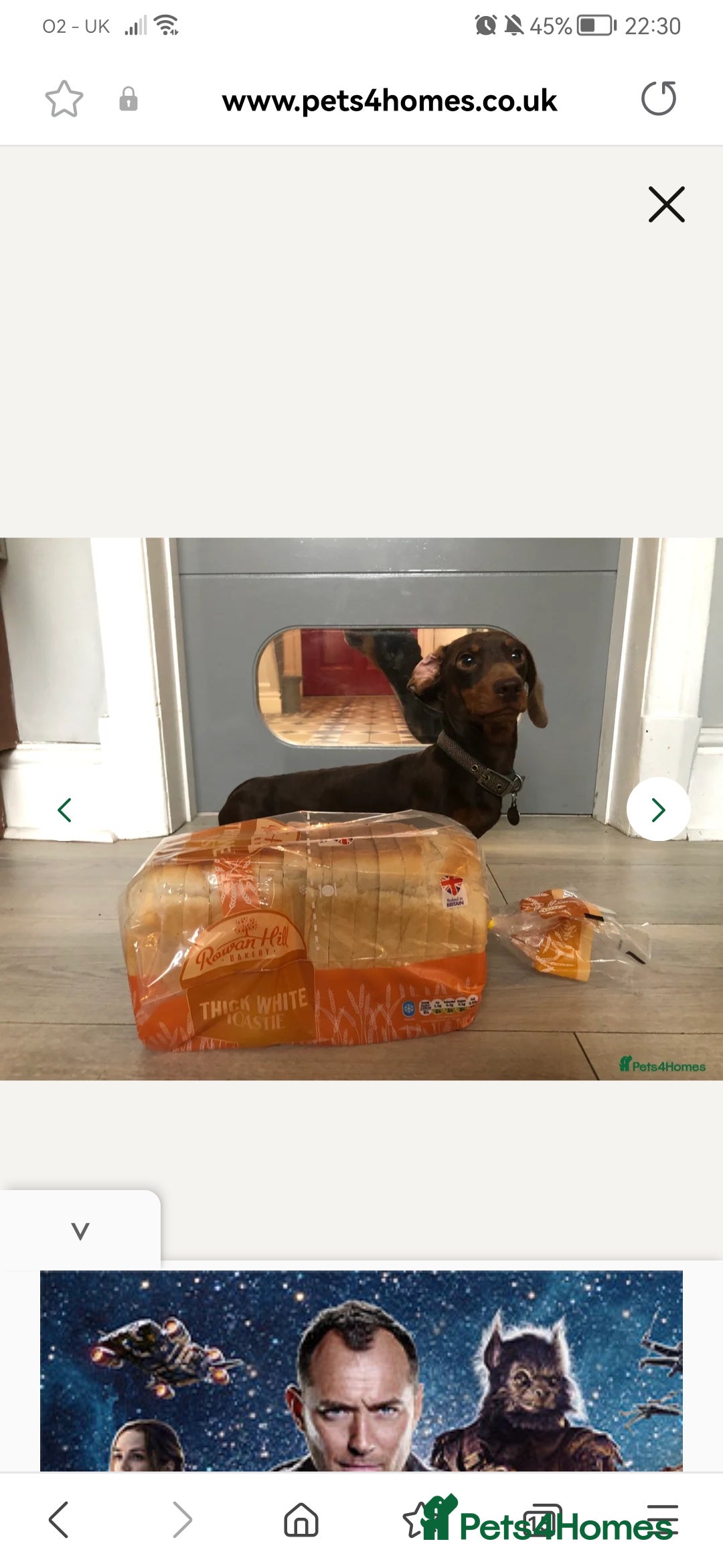 Miniature Dachshund dogs for sale: Stunning chocolate and tan miniature dachshund - Image 13
