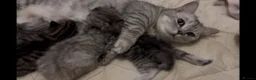 Munchkin cats for sale: Beautiful Fur Babies 🤗 - Advert 8
