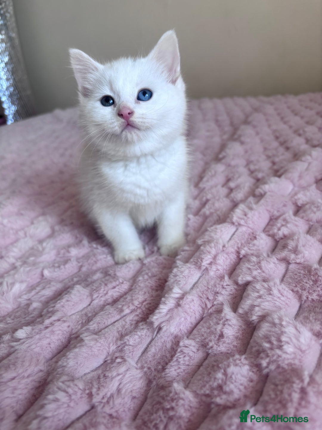 Ragdoll cats for sale: Ragdoll Cross Maine Coon Kitten - Image 5