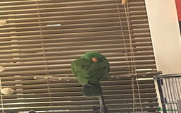 Parrots birds for sale: Male eclectus parrot  - Image 2