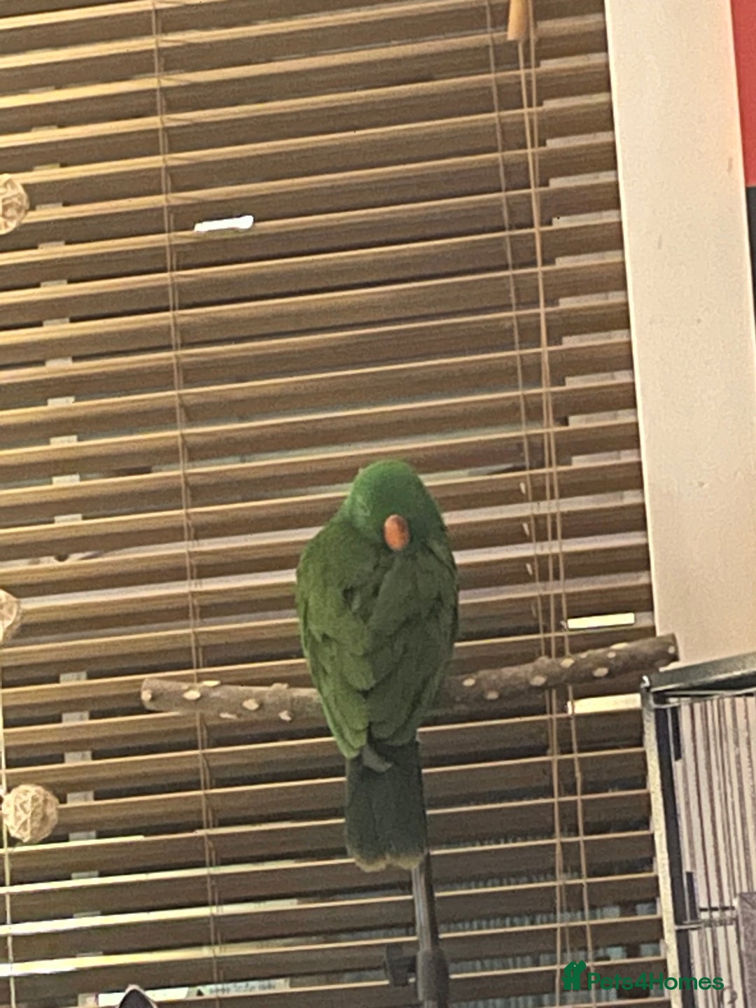 Parrots birds for sale: Male eclectus parrot  - Image 2