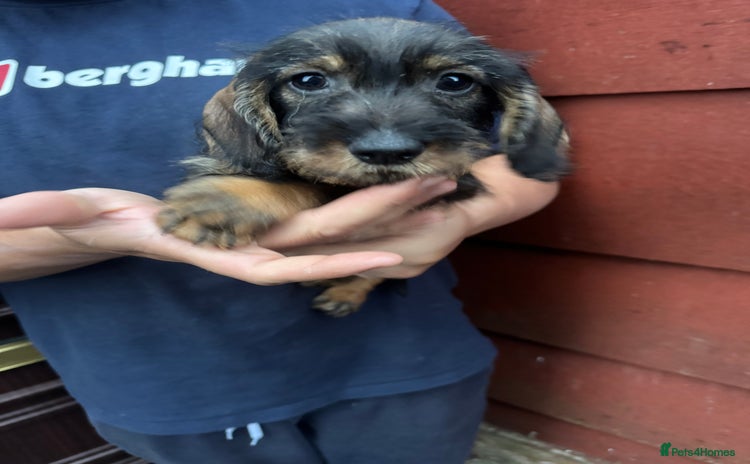 Dachshund dogs - Advert 3