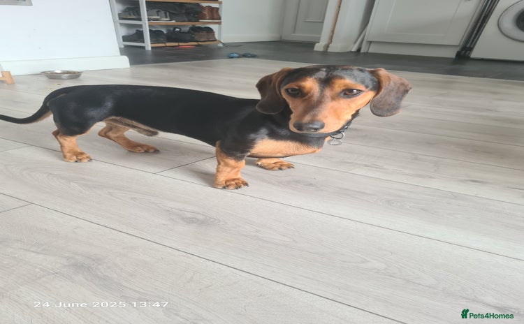 Miniature Dachshund dogs - Advert 1