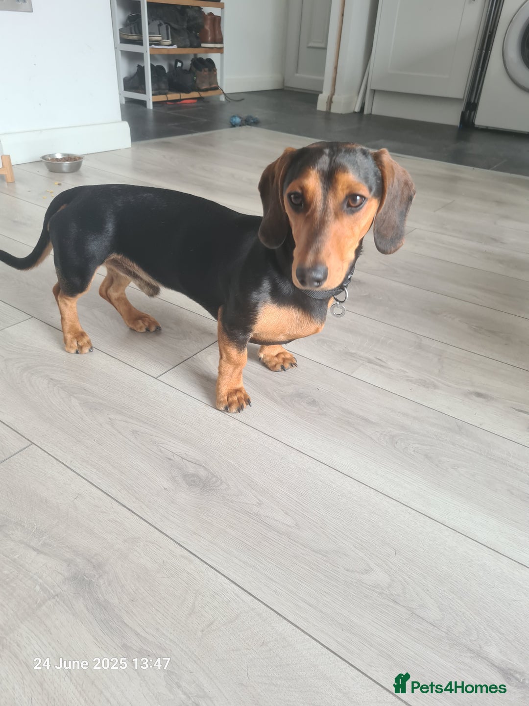 Miniature Dachshund dogs for stud: Miniature Dachshund  - Image 1