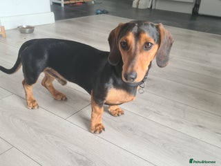Miniature Dachshund dogs - Advert 34