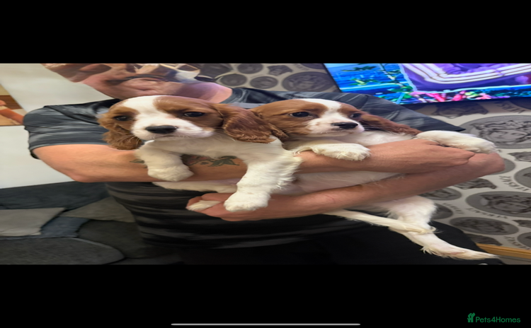 Cavalier King Charles Spaniel dogs - Advert 1