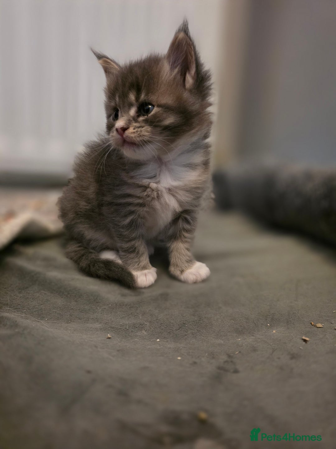 Maine Coon cats for sale: Beautiful Maine Coon Kittens 4 boys/2girl  - Advert 12