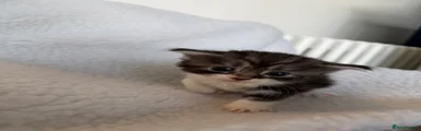 Mochi