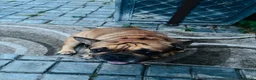French Bulldog dogs for sale: Male french bulldog for sale in Middlesbrough - Advert 7