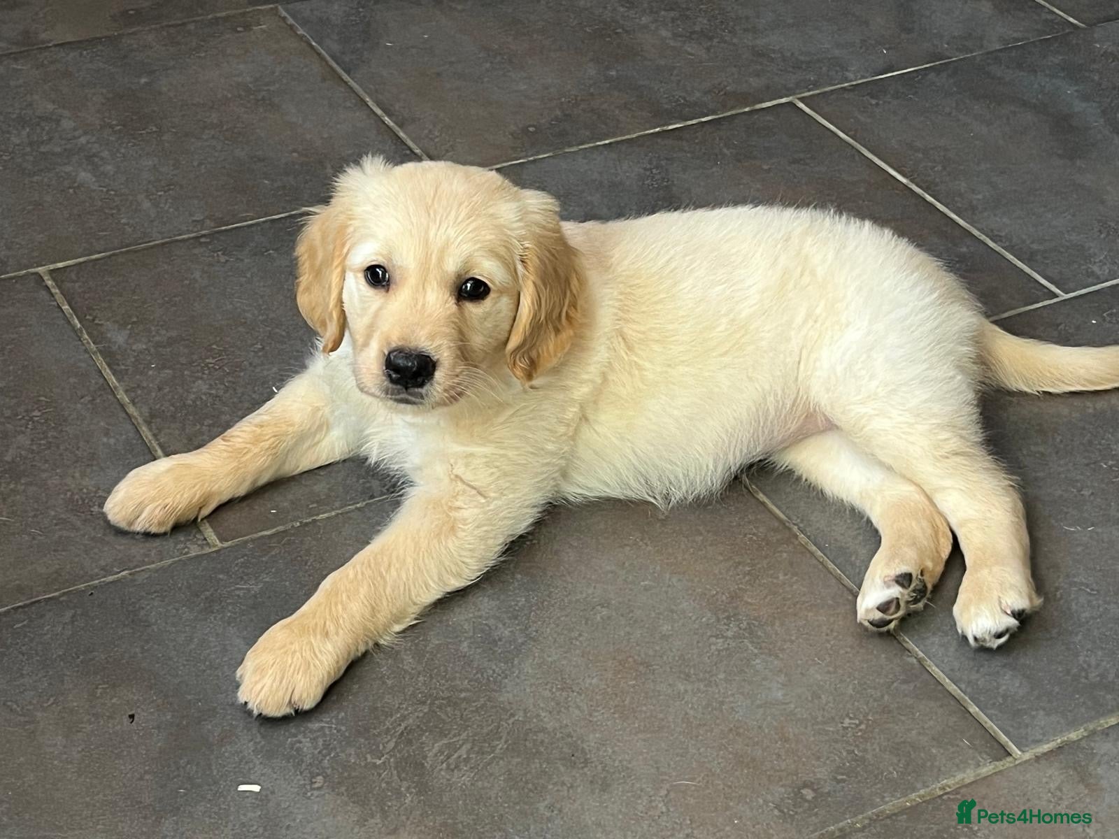 Golden Retriever dogs Ready Now Kennel Club Golden Retriever Puppy - Advert 2