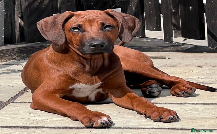 Rhodesian Ridgeback dogs - Advert 2