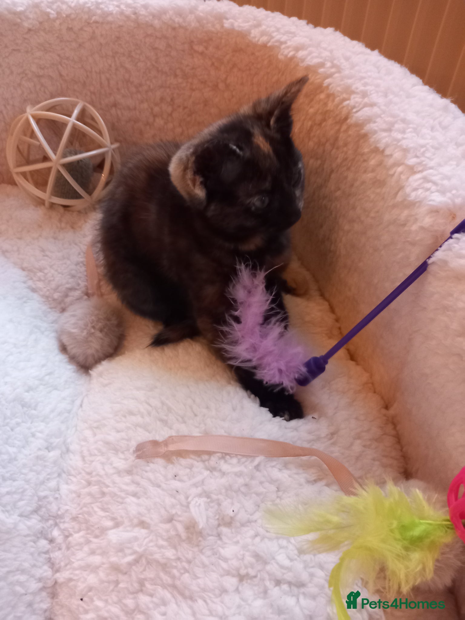 Mixed Breed cats Goldie and Meg have had their gorgeous kittens - Advert 16