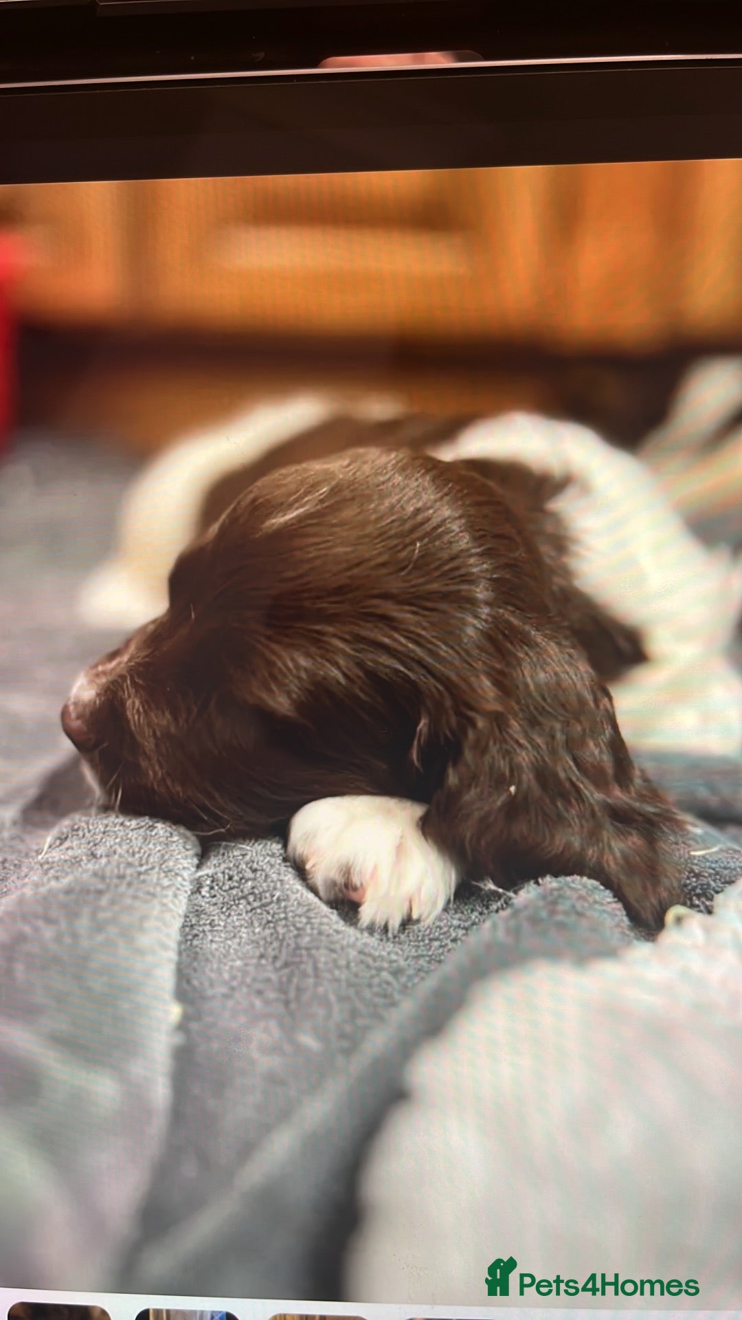 English Springer Spaniel dogs GORGEOUS ENGLISH SPRINGER SPANIEL PUPPIES - Advert 2