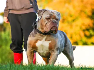 Olde English Bulldogge dogs ❄️ICEMAN❄️ in Nottingham - Advert 1