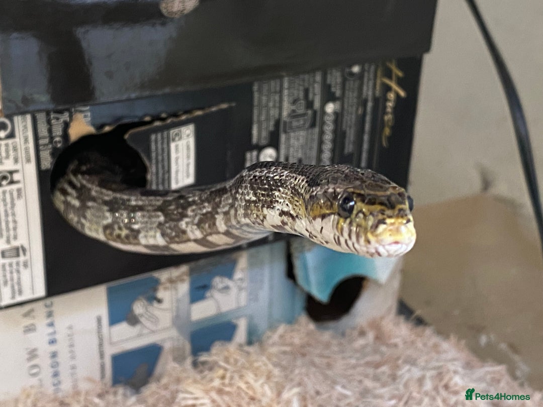 Dragon reptiles for sale: Charcoal female corn snake needs new home - Advert 4