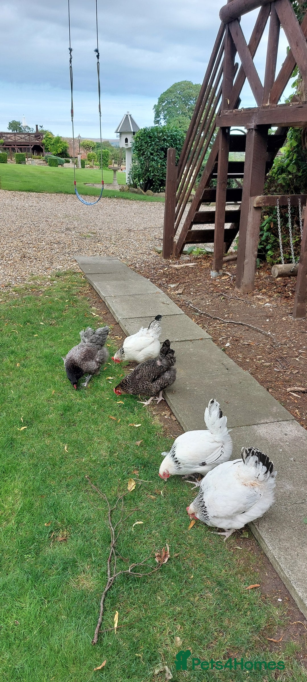Chickens poultry for sale: Pure Breed Point of lay hens - Image 9