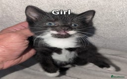 British Shorthair cats for sale: Shorthaired kittens  - Image 6