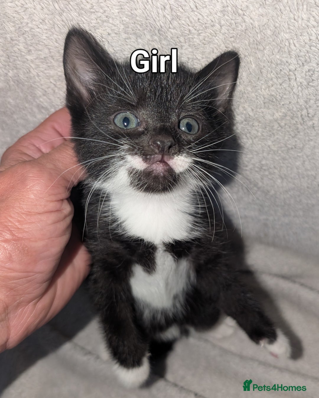 British Shorthair cats for sale: Shorthaired kittens  - Image 6
