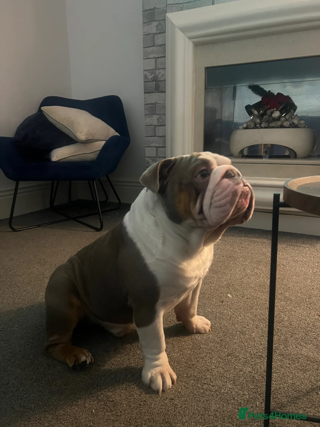 English Bulldog dogs for stud: English bulldog for stud - Advert 4