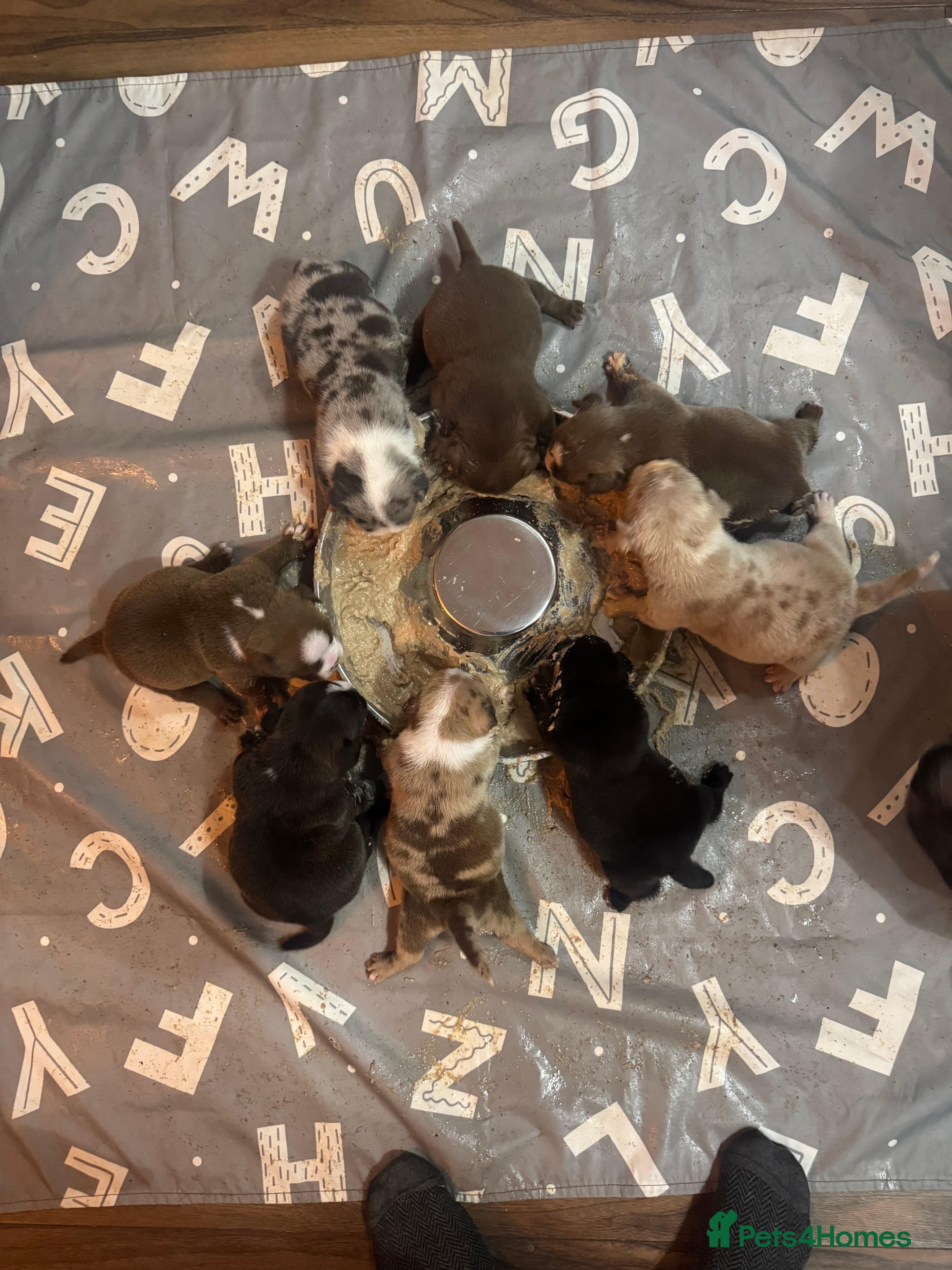 American Bully dogs American Pocket Bully VERY HIGH QUALITY  - Advert 1