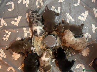 American Bully dogs American Pocket Bully VERY HIGH QUALITY - Advert 2