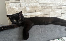 Bombay cats for sale: Bombay male kitten ( NOT£50 (FREE) - Image 1