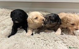 Labradoodle dogs for sale: Miniature Labradoodle Pups - Image 39