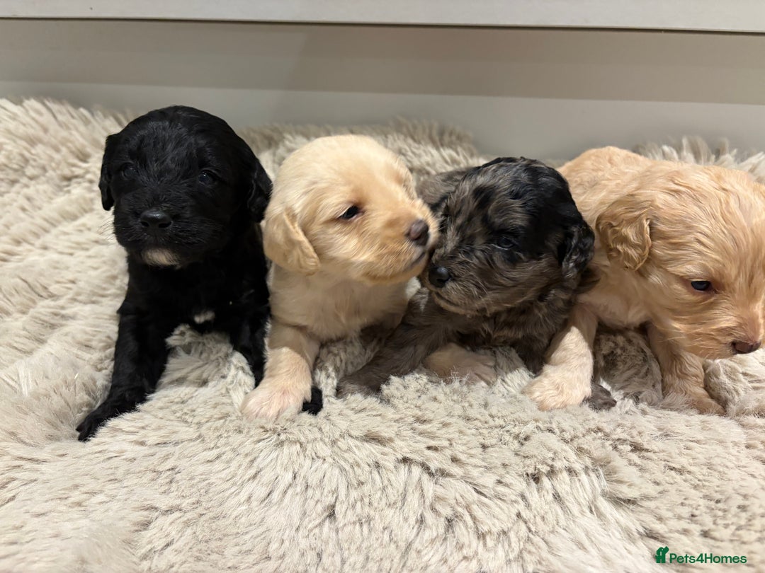 Labradoodle dogs for sale: Miniature Labradoodle Pups - Image 39