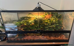 Gecko reptiles for sale: Male crested gecko for sale - Image 4