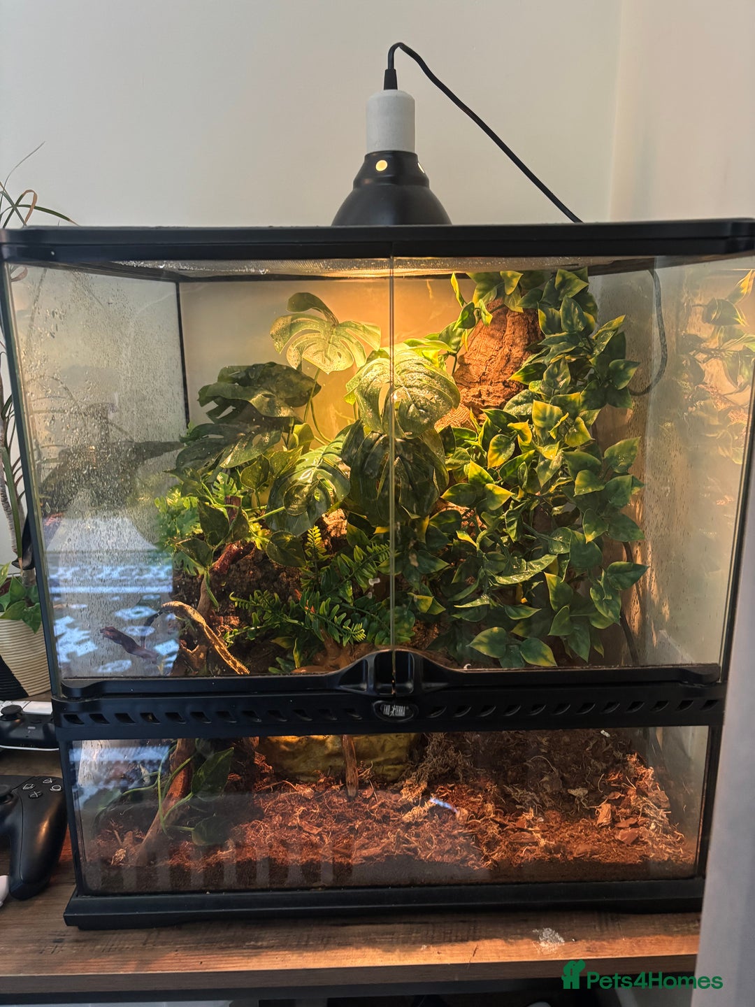 Gecko reptiles for sale: Male crested gecko for sale - Image 4