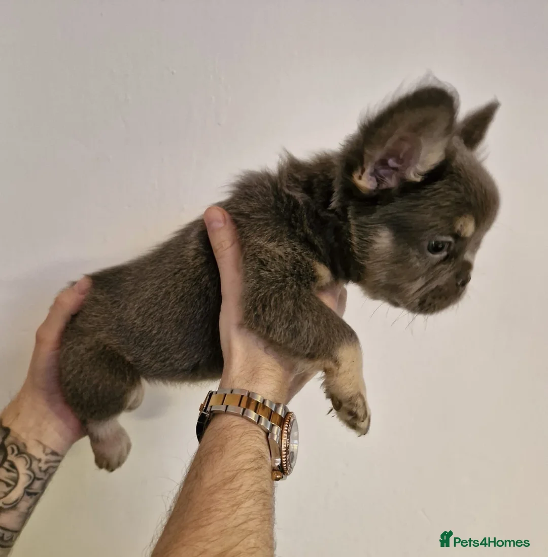 French Bulldog dogs for sale:  Lilac & Tan Fluffy French Bulldog for Sale. - Advert 11