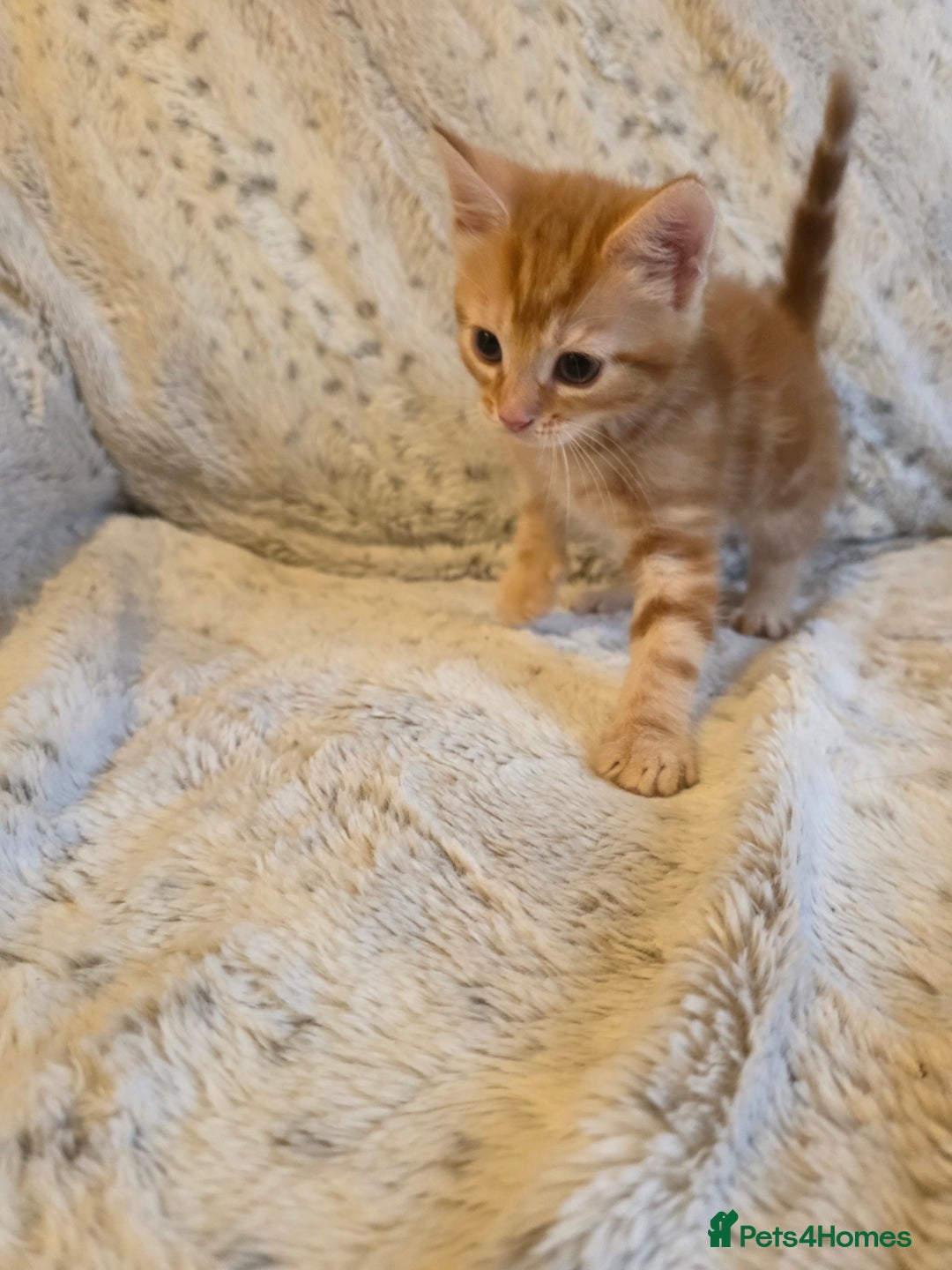 Mixed Breed cats for sale: 2 Male Stripy Kitten's - Advert 4