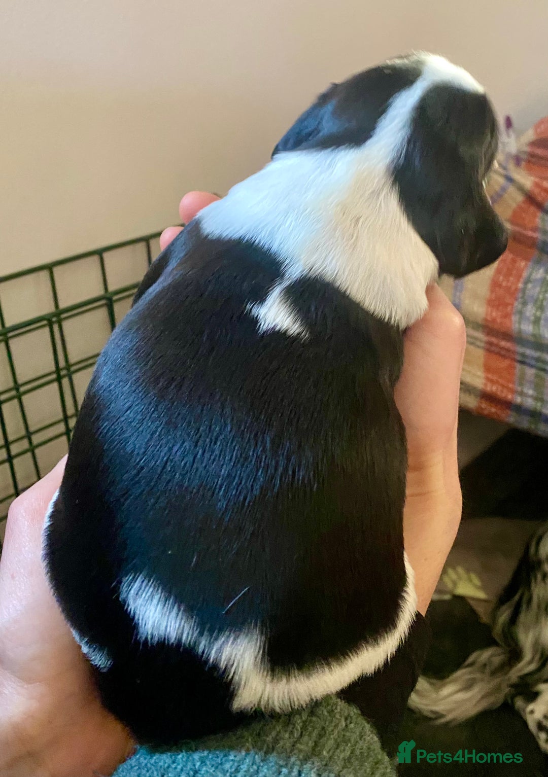 English Springer Spaniel dogs for sale: Beautiful ESS puppies, excellent pedigree  - Advert 7