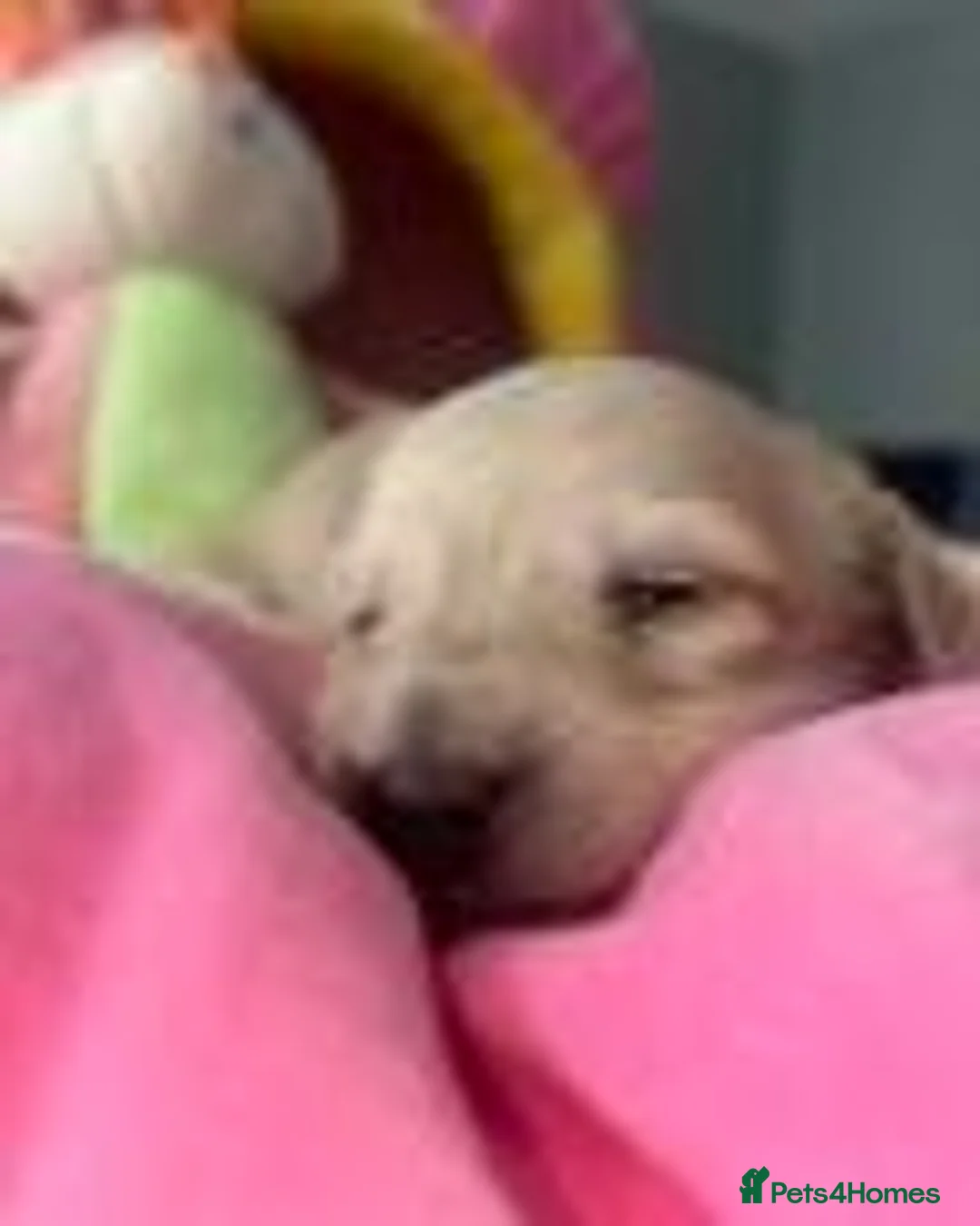 Miniature Dachshund dogs for sale: Miniature Cream Long Hair Dachshund Girls  - Advert 2