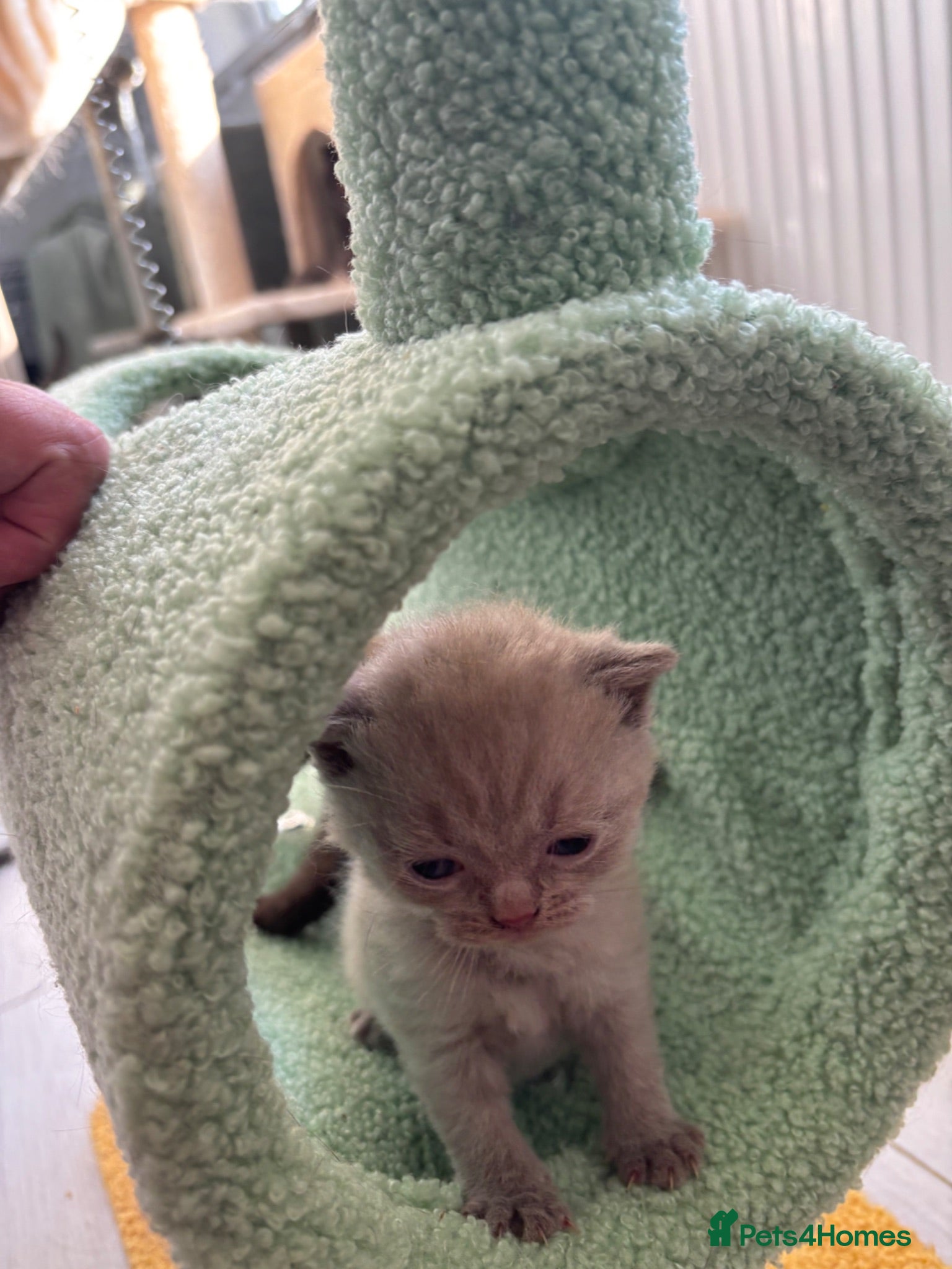 Scottish Fold cats Stunning Scottish fold/straight kittens😻 - Advert 1
