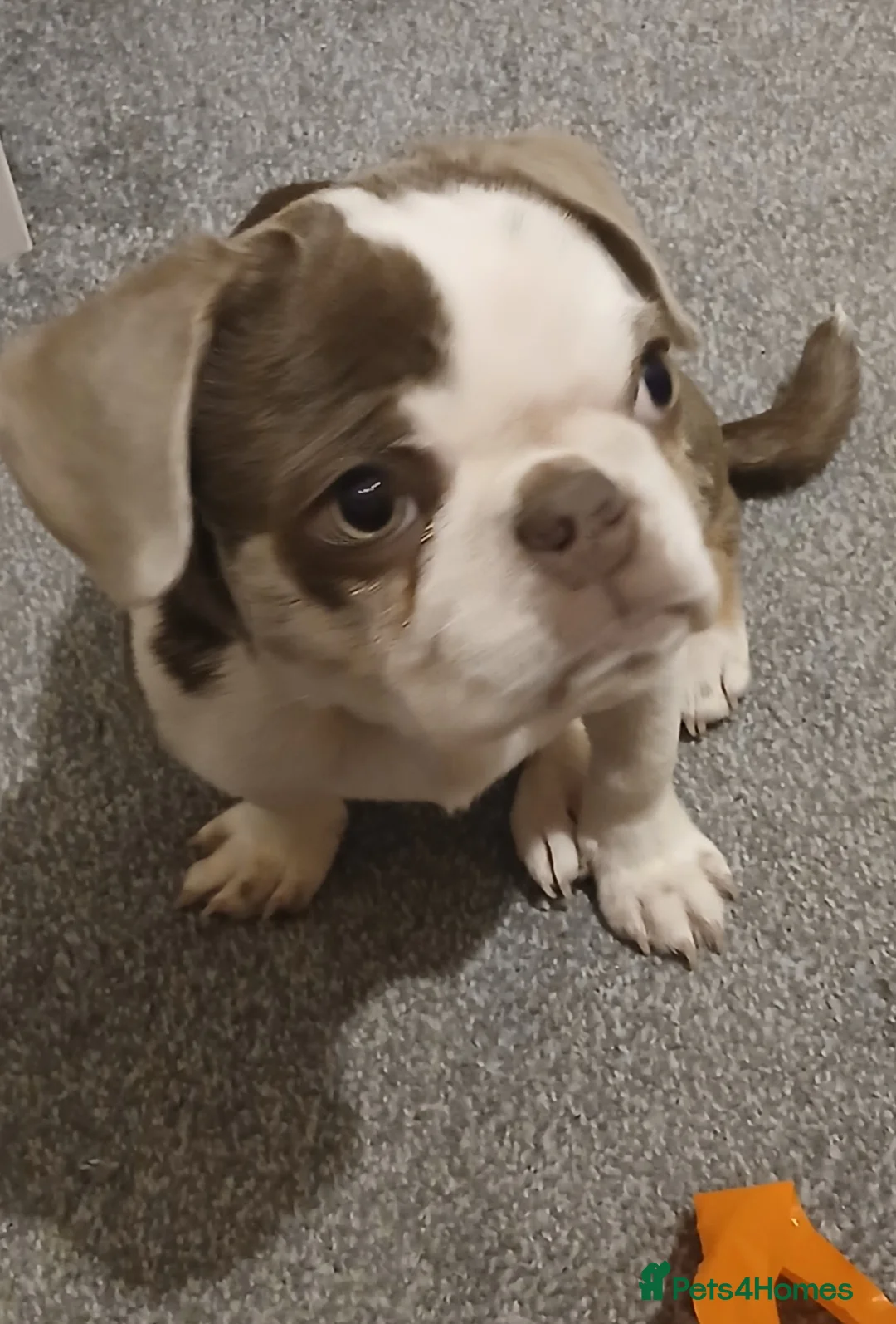 Pug dogs for sale: Pug 4 month old puppy  - Advert 2