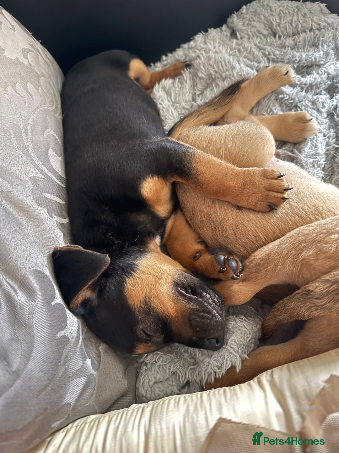 Mixed Breed dogs for sale: Lakeland/patterdale cross Jackchi puppies  - Image 12