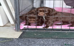 Cocker Spaniel dogs for sale: Working cocker spainel Puppys Ready to leave  - Image 4