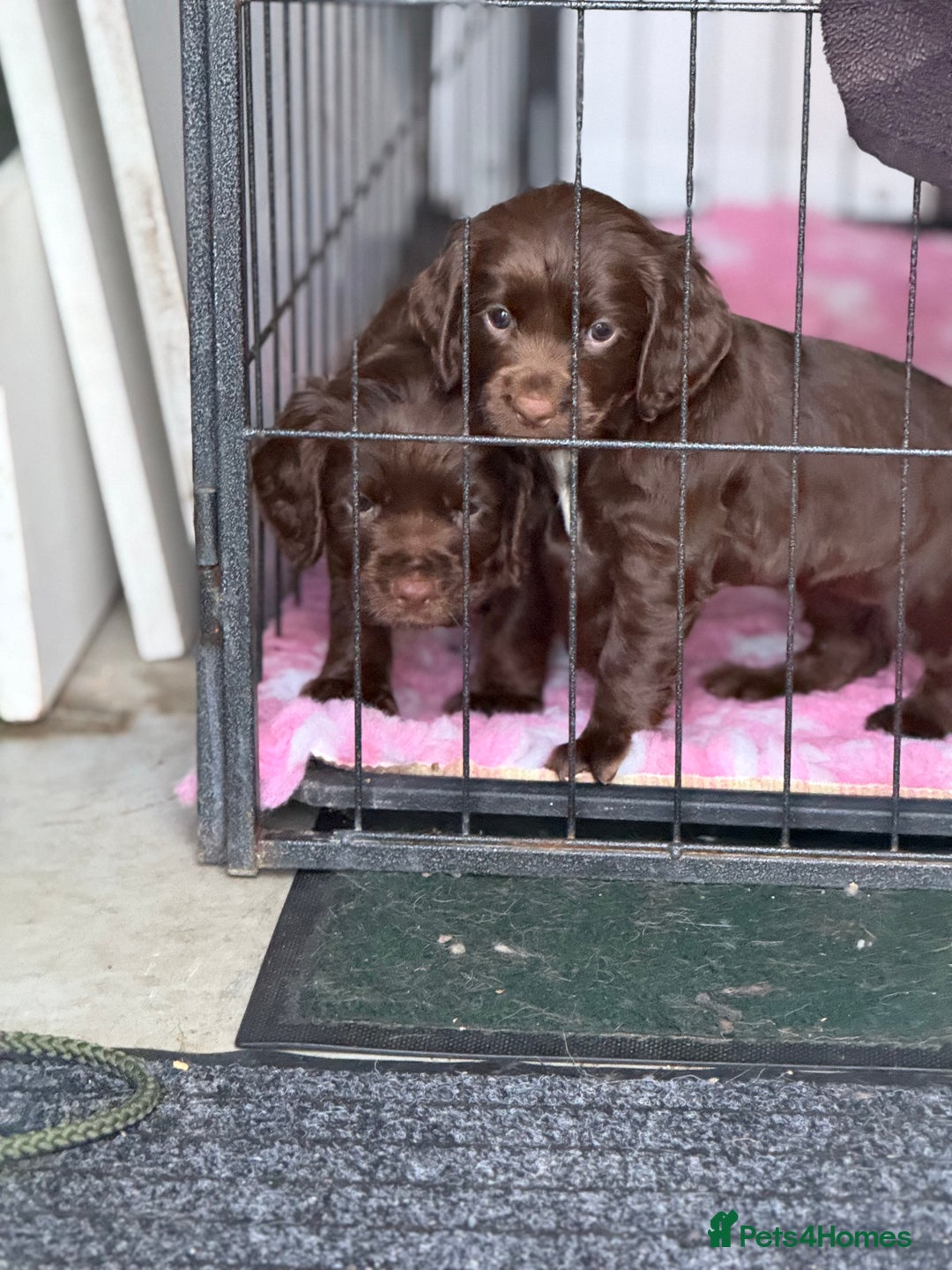 Cocker Spaniel dogs for sale: Working cocker spainel Puppys Ready to leave  - Image 4