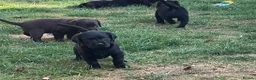Labrador Retriever dogs for sale: Royal Kennel club registered puppies - Advert 10