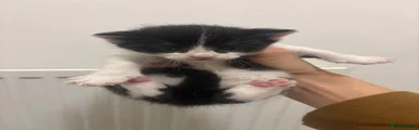 Mixed Breed Kitten 1