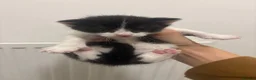Mixed Breed cats for sale: Beautiful Black & White Kittens - Advert 2