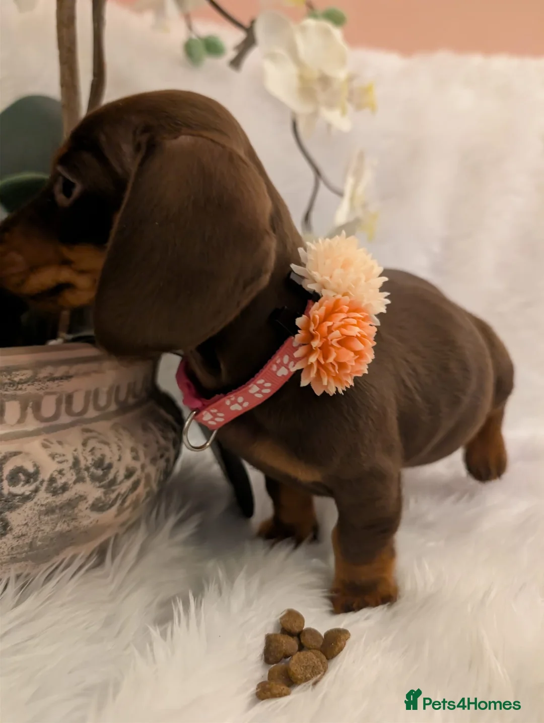 Miniature Dachshund dogs for sale: Miniature Dachshund Ready Now - Advert 28