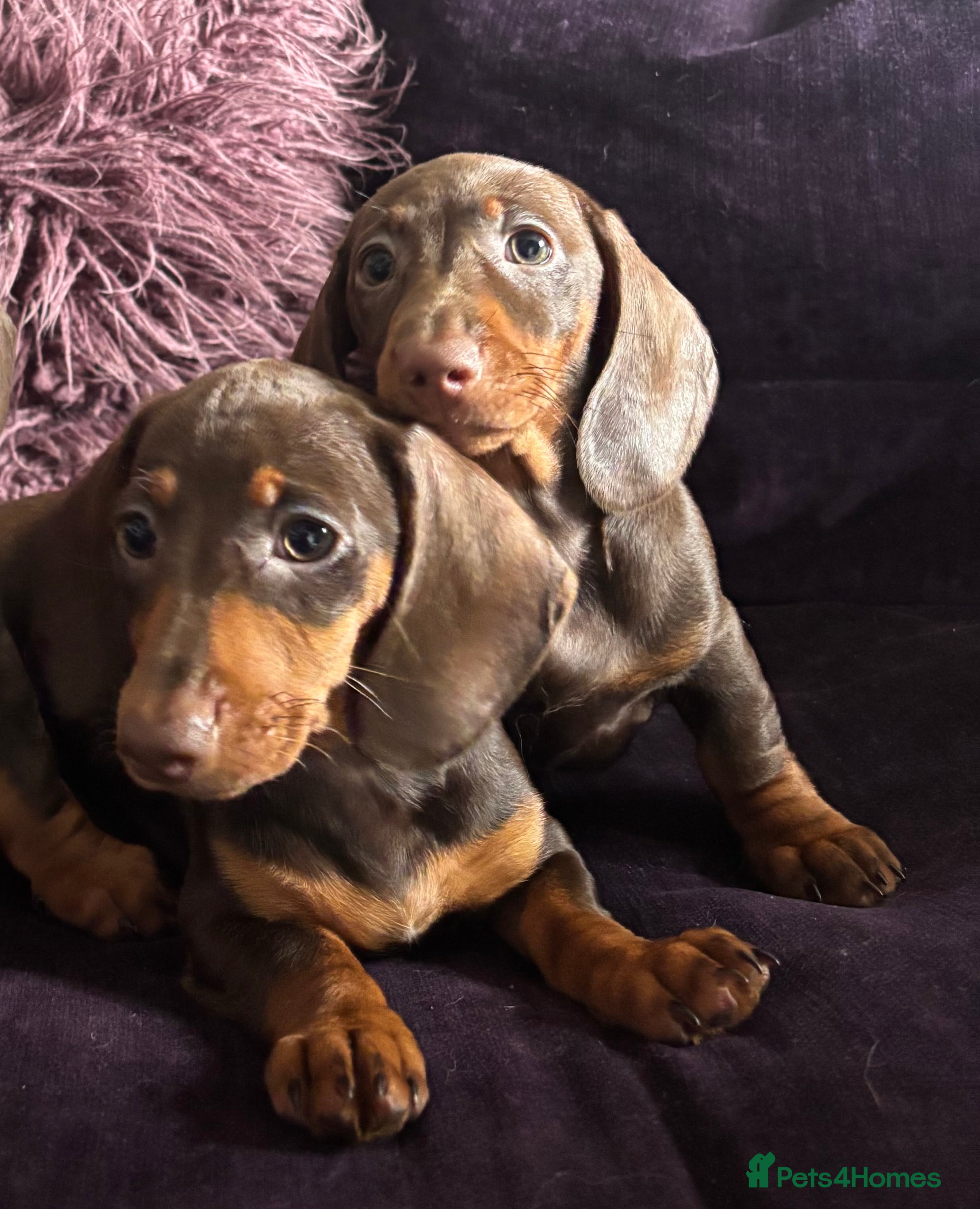 Miniature Dachshund dogs READY KCREG Miniature Dachshund HealthTested Pups  - Advert 3