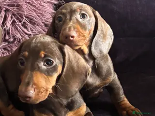 Miniature Dachshund dogs READY KCREG Miniature Dachshund HealthTested Pups - Advert 6
