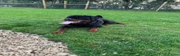 Rottweiler dogs for stud: Stud dog available  - Advert 3
