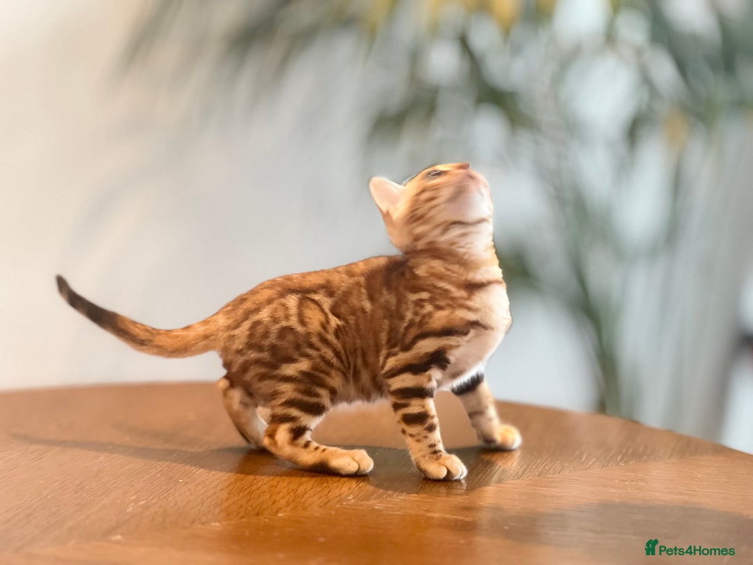 Bengal cats for sale: Stunning Bengal GIRL Kitten, TICA– ready 12/08/25 - Image 5