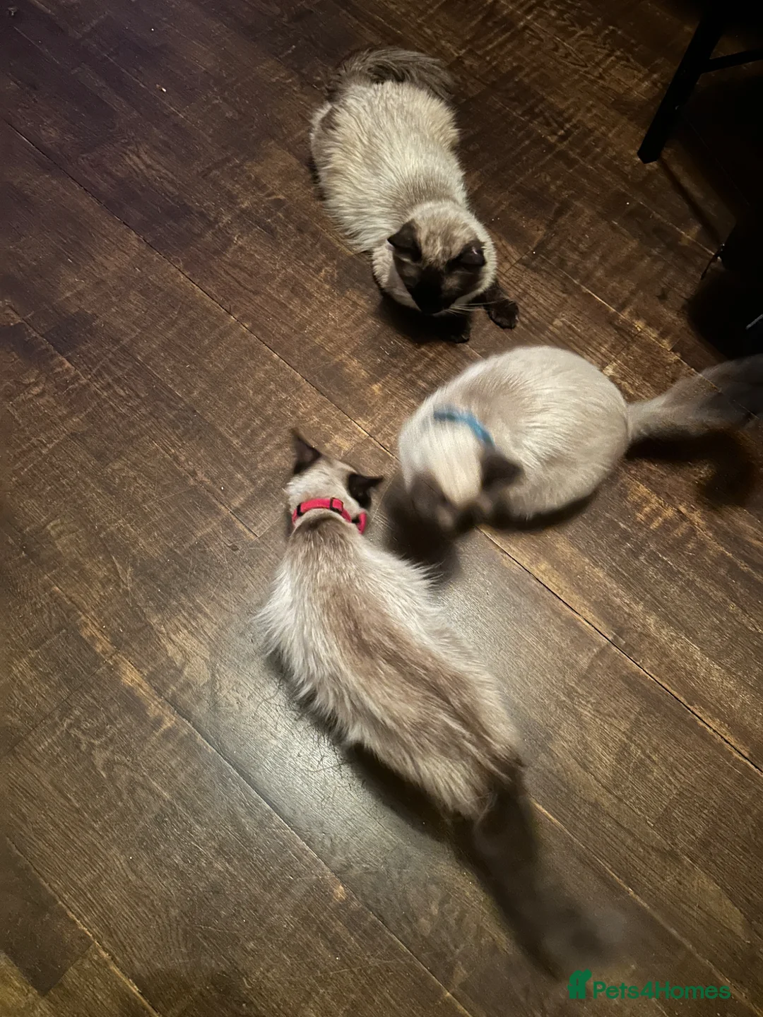 Ragdoll cats for sale: 3 Adorable ragdoll kittens  - Advert 2